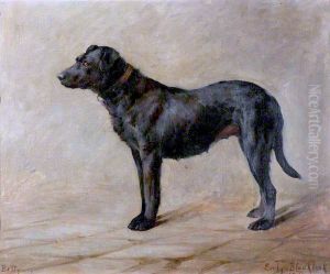 'Betty', a Black Labrador