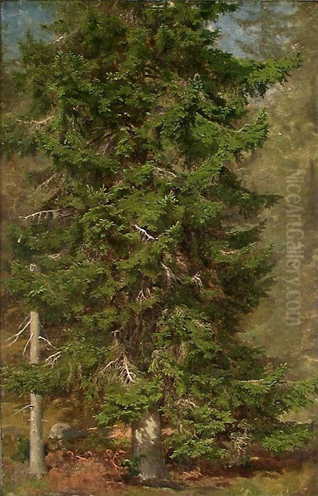 Study of a Spruce Oil Painting by Joachim Frich