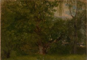 Skog ved Ulefoss