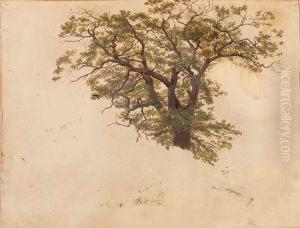Study of an Oak