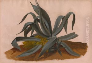 Study of an Agave Study of an Agave