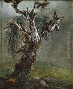 Study of a gnarled old Birch Tree