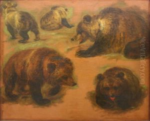 Study of a brown bear