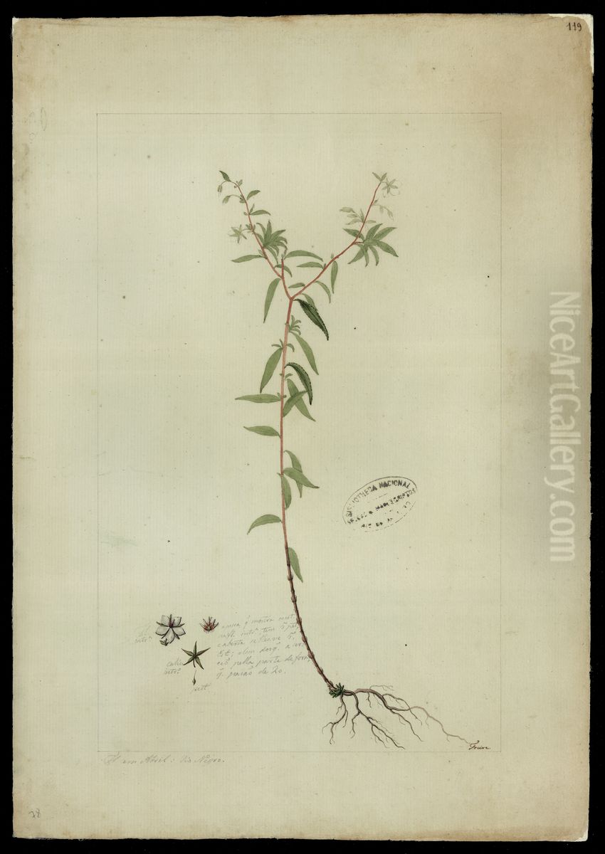 (Sauvagesia erecta, Linn) Oil Painting by Jose Joaquim Freire