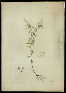 (Sauvagesia erecta, Linn)