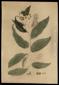 (Smilacaceae Smilax)