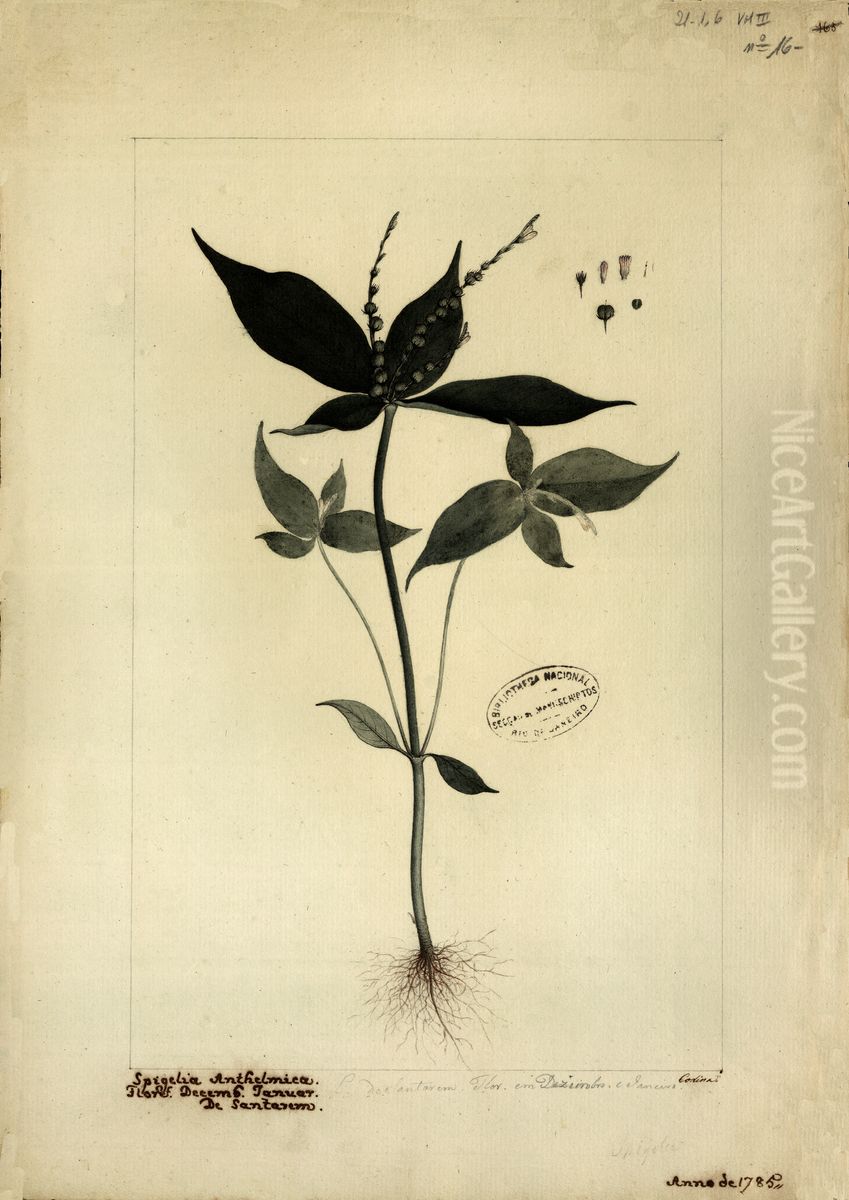 (Spigelia anthelmintica, L) Oil Painting by Joaquim Jose Codina