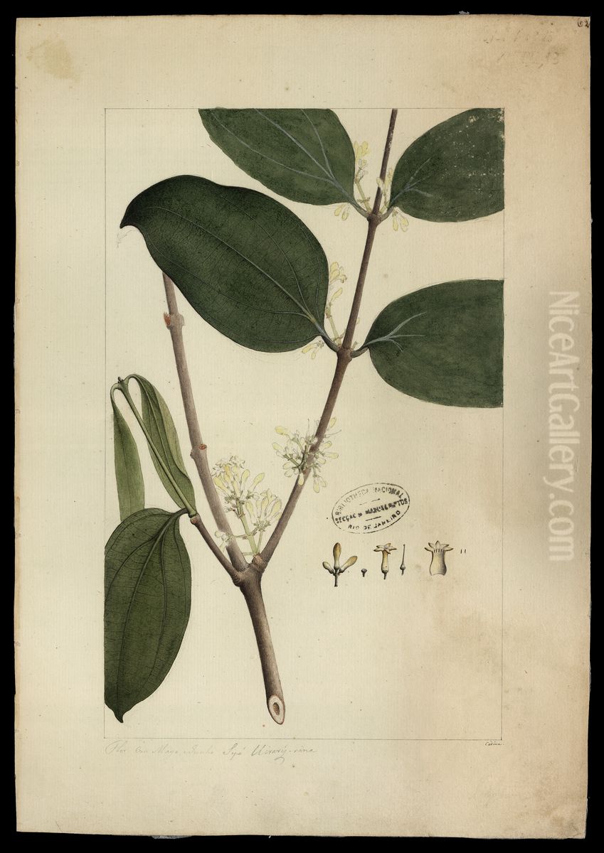 (Strychnos smilacina, Benth) Oil Painting by Joaquim Jose Codina