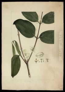 (Strychnos smilacina, Benth)