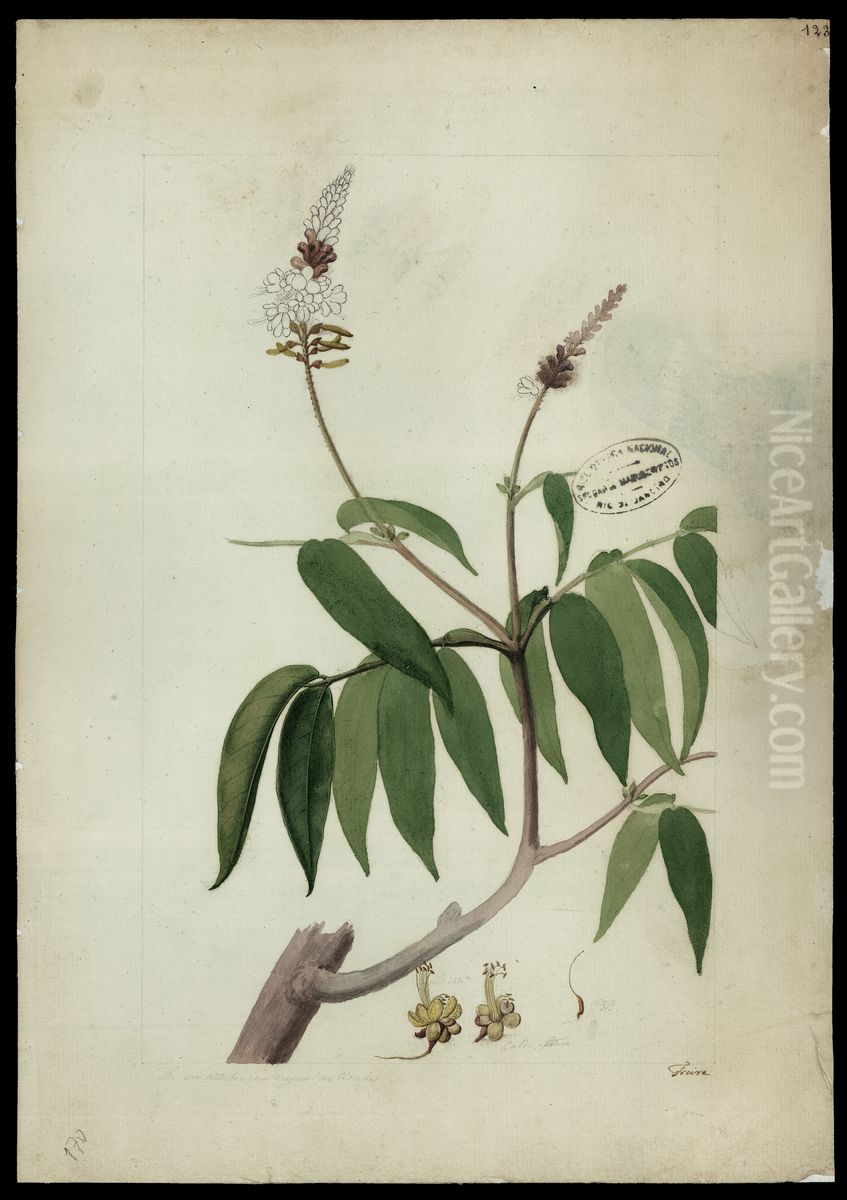 (Tachigalia paniculata, Aubl) Oil Painting by Jose Joaquim Freire