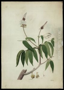 (Tachigalia paniculata, Aubl)