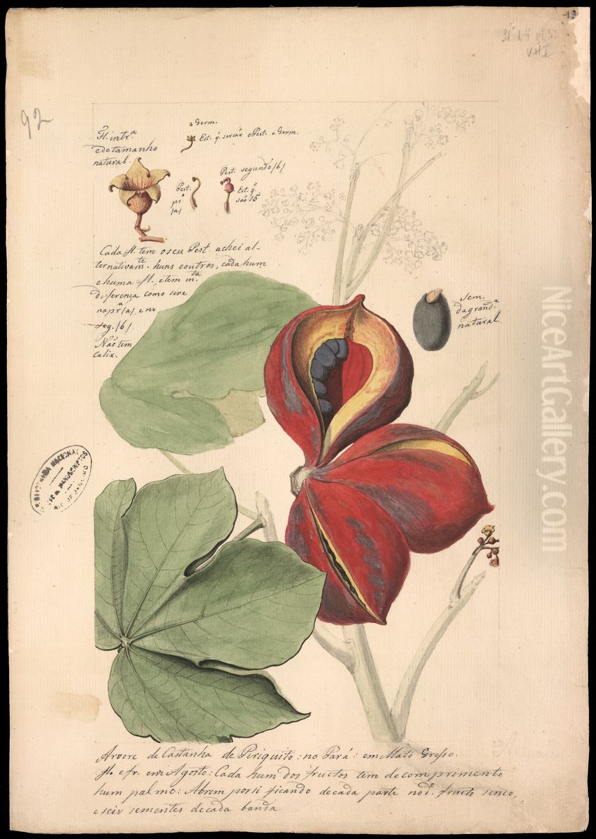 (Theobroma bicolor, H.B.N) Oil Painting by Jose Joaquim Freire