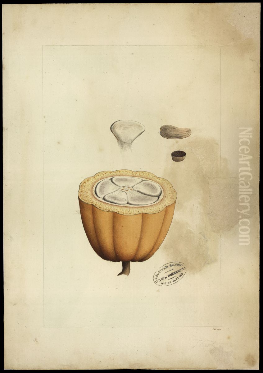 (Theobroma cacao, Linn) Oil Painting by Joaquim Jose Codina