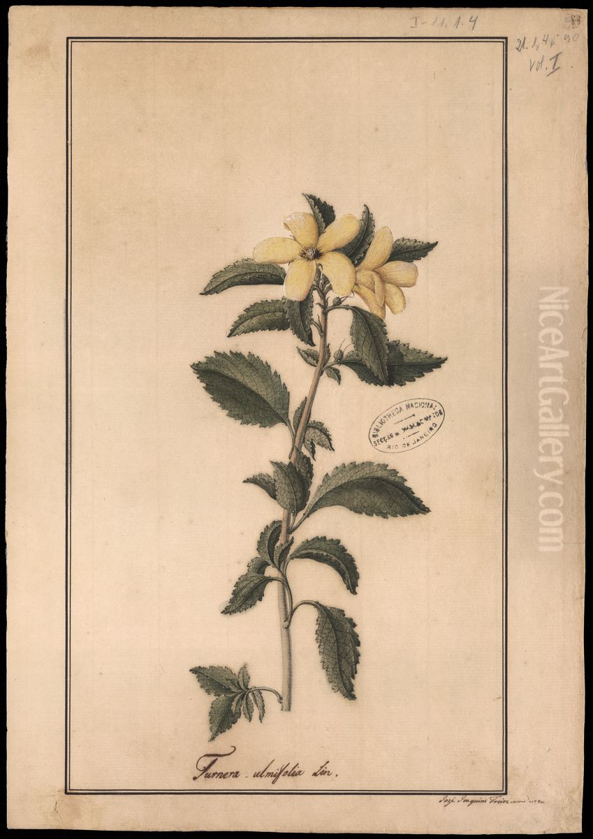 (Turnera ulmifolia, Linn) Oil Painting by Jose Joaquim Freire