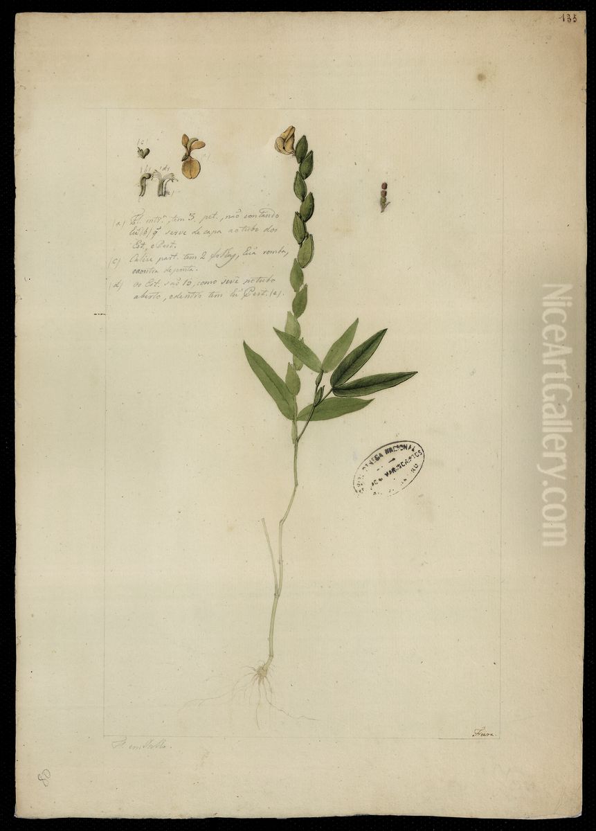 (Zornia Diphilla, Linn) Oil Painting by Jose Joaquim Freire