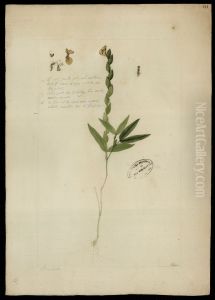 (Zornia Diphilla, Linn)
