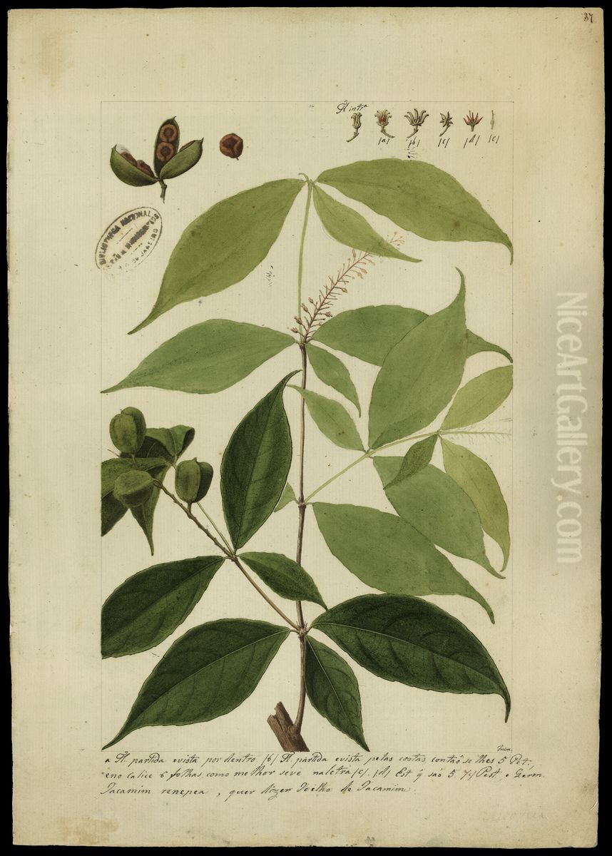 (Alsodeia flavescens, Spr) Oil Painting by Jose Joaquim Freire