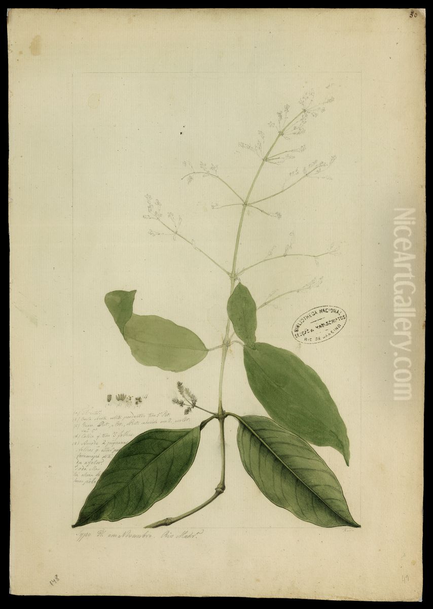 (Amaranthaceae) Oil Painting by Jose Joaquim Freire