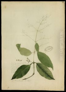 (Amaranthaceae)