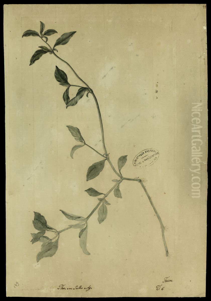 (Amaranthaceae) Oil Painting by Jose Joaquim Freire