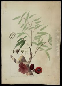 (Anaxagorea)