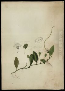 (Aniseia martinicensis)
