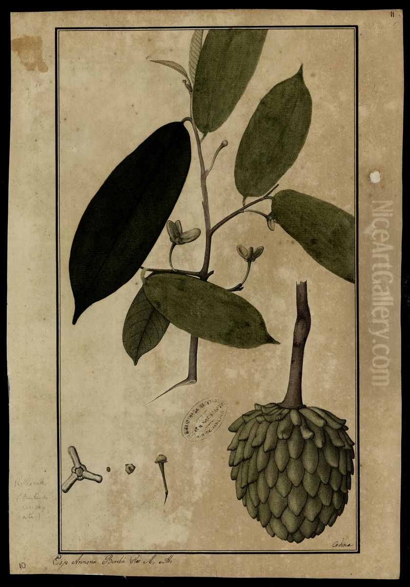 (Annona) Oil Painting by Joaquim Jose Codina