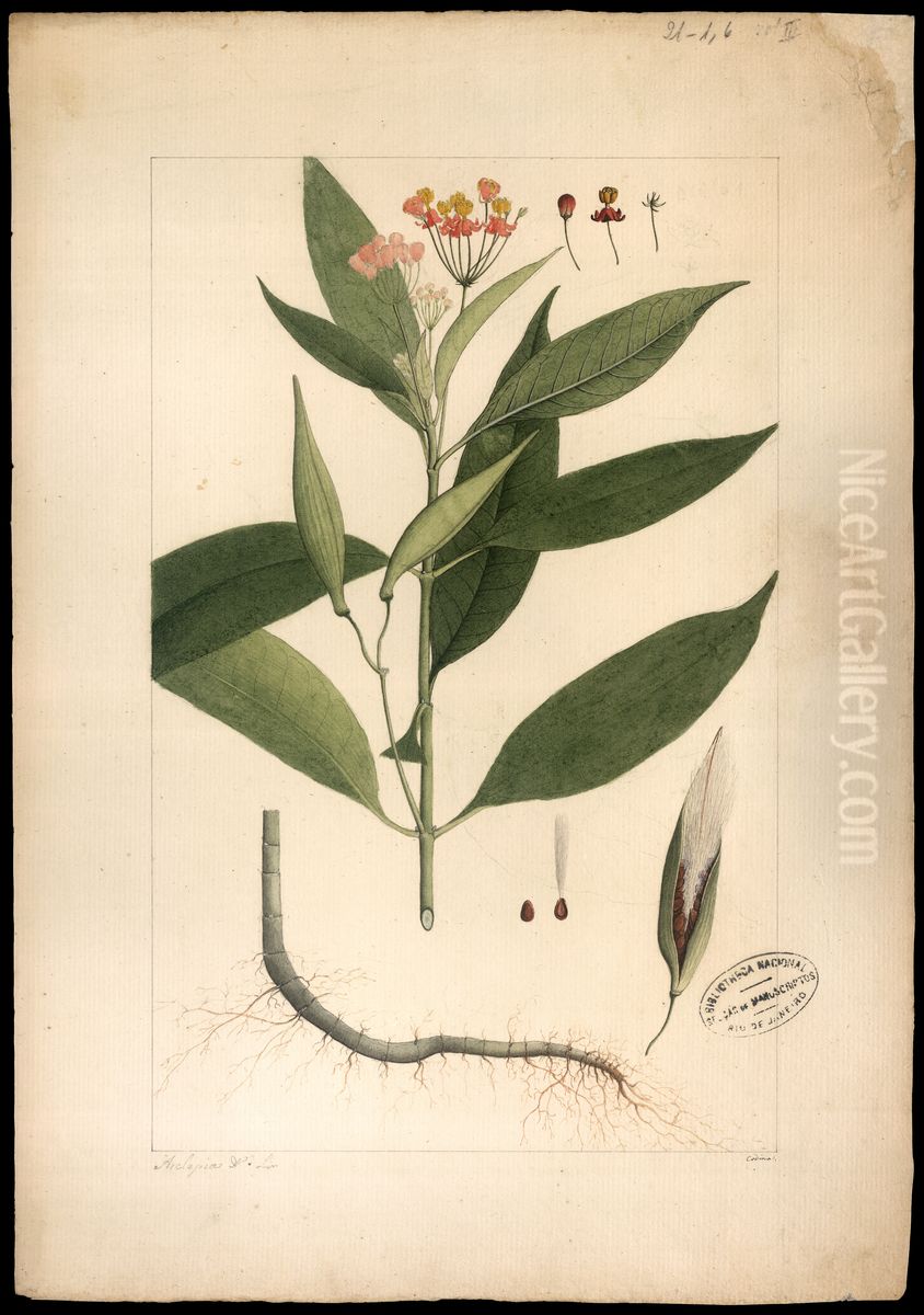 (Asclepias curassavica) Oil Painting by Joaquim Jose Codina