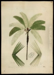 (Astrocaryum Murumuru, M)