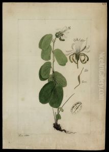 (Bauhimia)