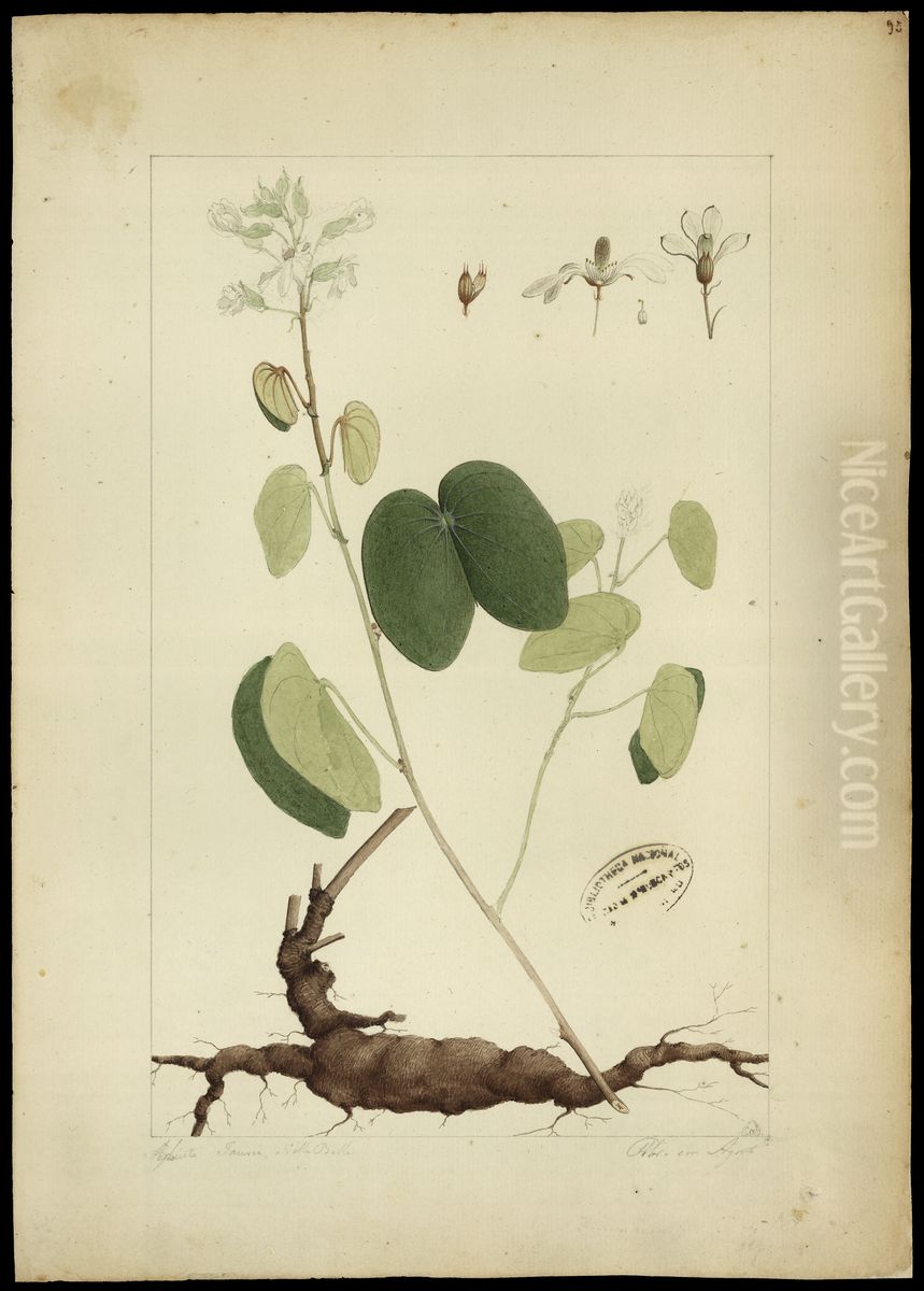 (Bauhinia cumanensis, HBN) Oil Painting by Joaquim Jose Codina