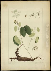 (Bauhinia cumanensis, HBN)
