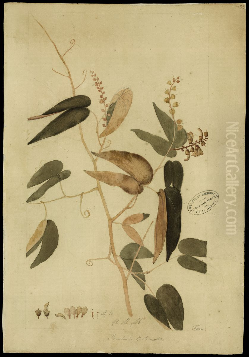 (Bauhinia splentens, HBN) Oil Painting by Jose Joaquim Freire