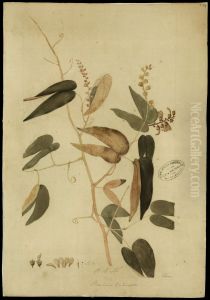 (Bauhinia splentens, HBN)