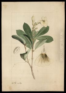 (Bignonia)