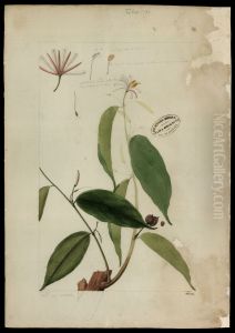 (Bixacea)