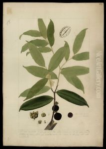 (Bocagea del Alphonsea)