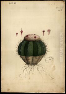 (Cactaceae melocactus, Sp)