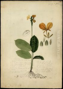(Calathea)