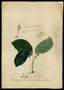 (Calathea)