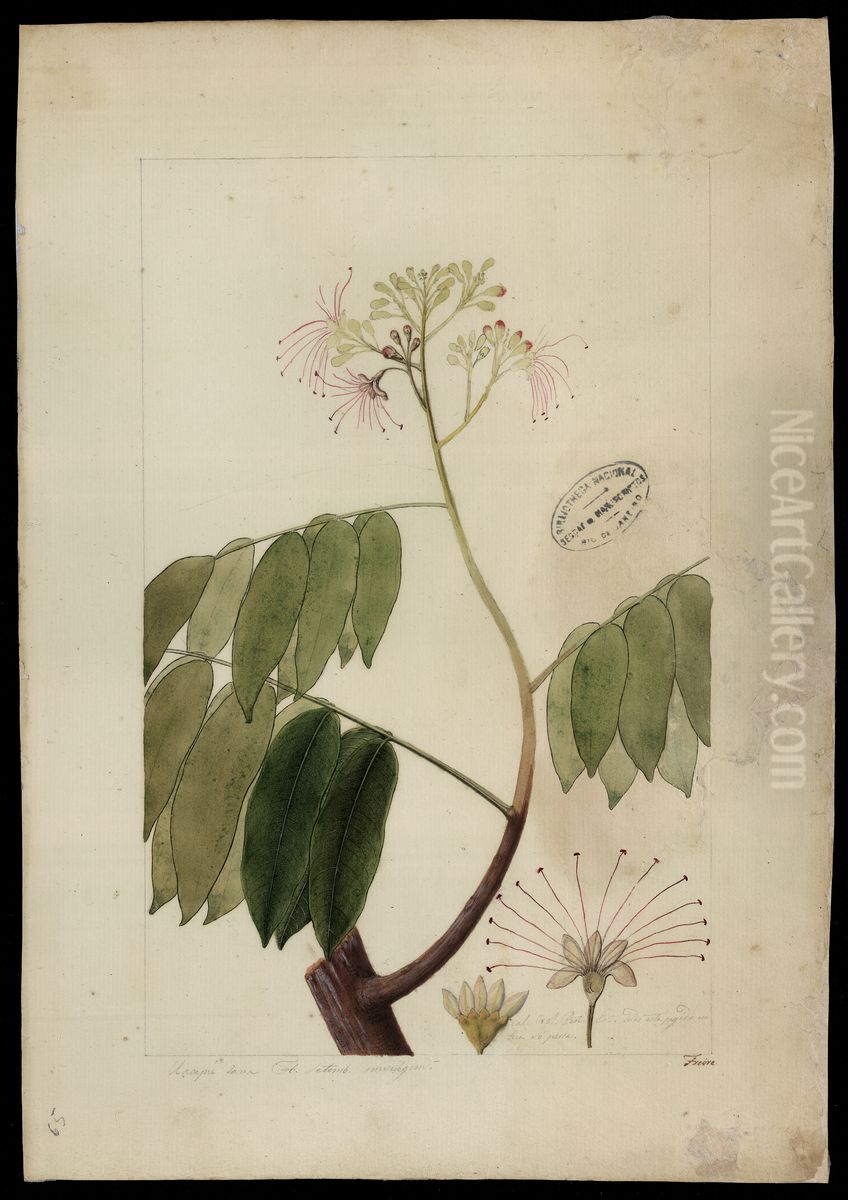 (Campsiandra laurifolia, Benth) Oil Painting by Jose Joaquim Freire