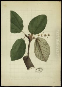 (Caraqueiba)