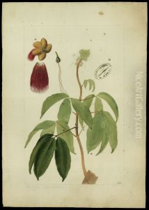 (Caryocar)