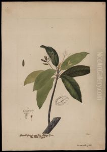 (Cascarilla)