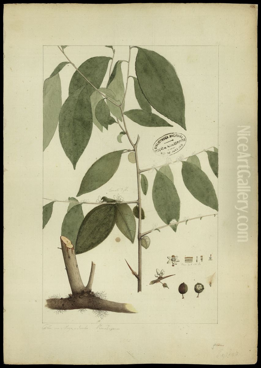 (Casearia spinosa) Oil Painting by Joaquim Jose Codina