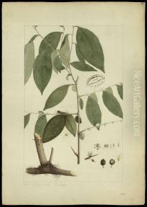 (Casearia spinosa)