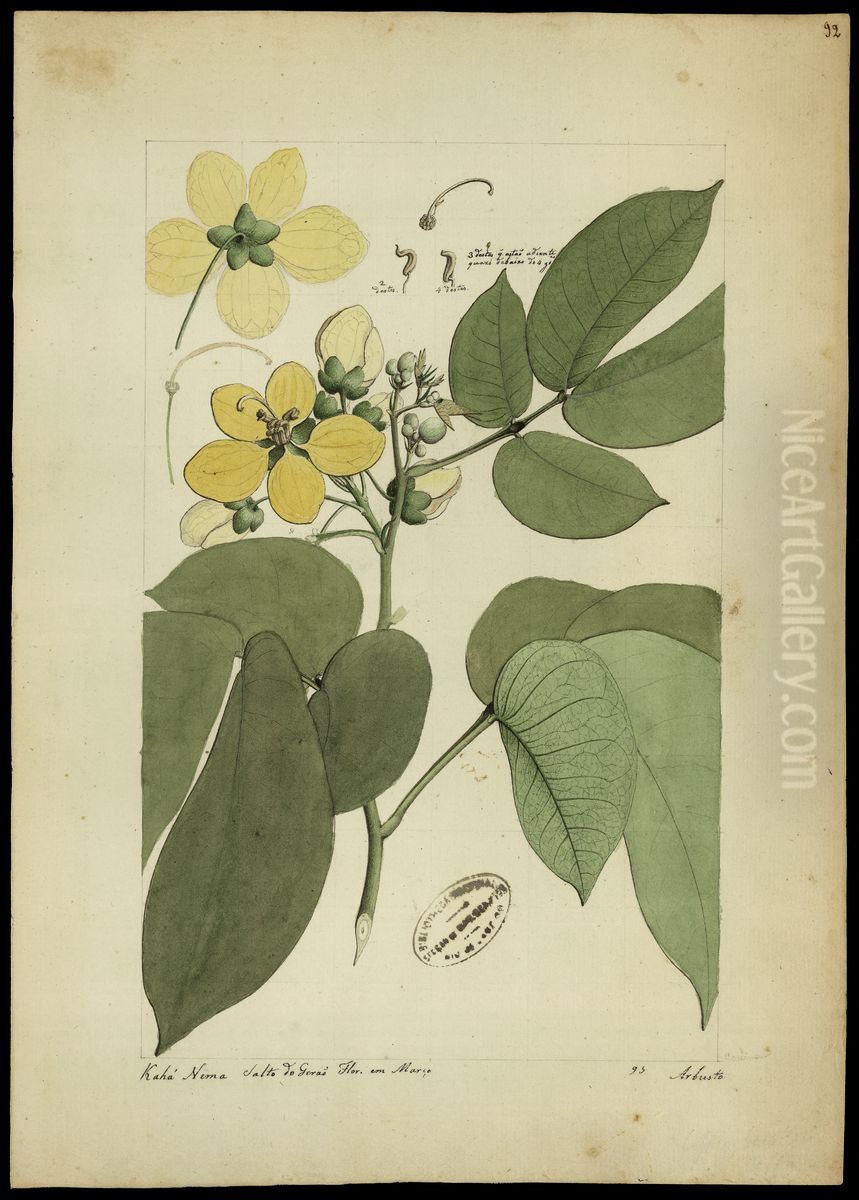 (Cassia cassillaris, Linn) Oil Painting by Joaquim Jose Codina