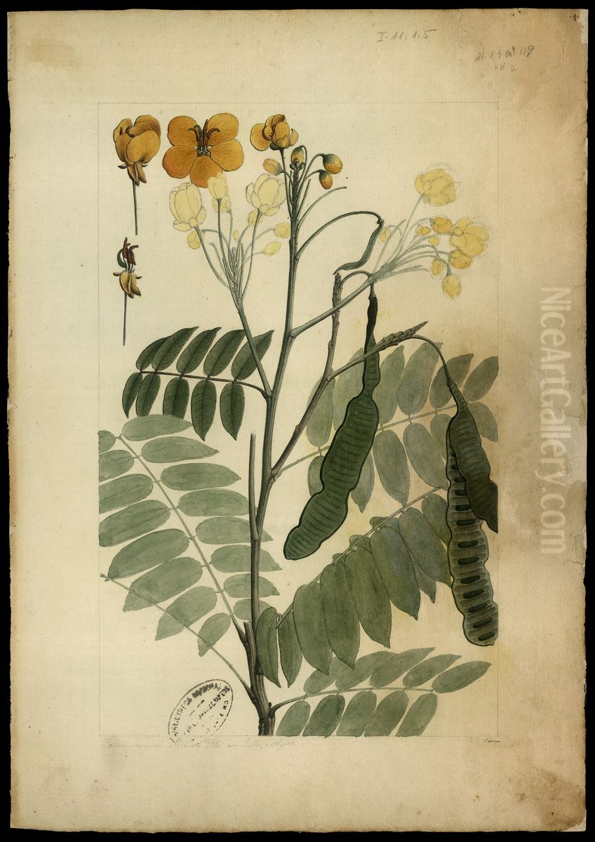 (Cassia sylvestris, Vell) Oil Painting by Joaquim Jose Codina