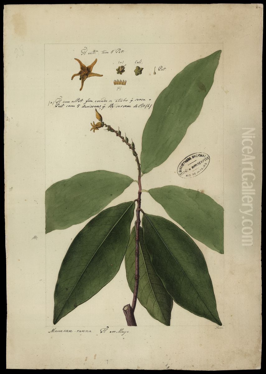 (Caypayrola ginanensis, Aubl) Oil Painting by Jose Joaquim Freire