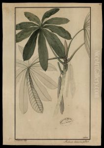 (Cecropia peltata, Linn)